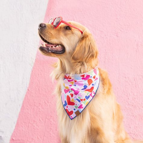 Heart to Heart Dog Bandana – The Foggy Dog Ampersand Design, Foggy Dog, The Foggy Dog, Valentines Day Dog, True Love Is, Mini Goldendoodle, Heart To Heart, Modern Dog, Dog Sweaters