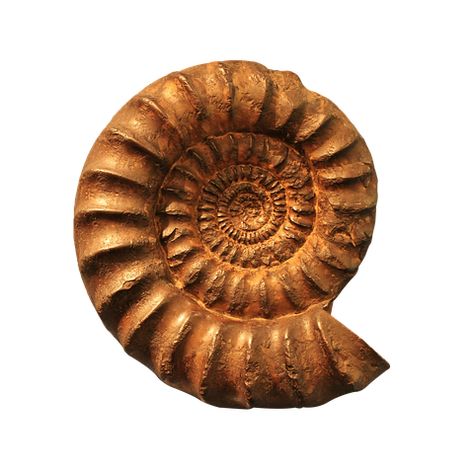 50+ Free Ammonites & Fossil Photos - Pixabay Sea Dinosaurs, Fossil Art, Cute Summer Wallpapers, Ammonite Fossil, Type Setting, Public Domain Images, Paper Tags, Design Wall, Free Pictures