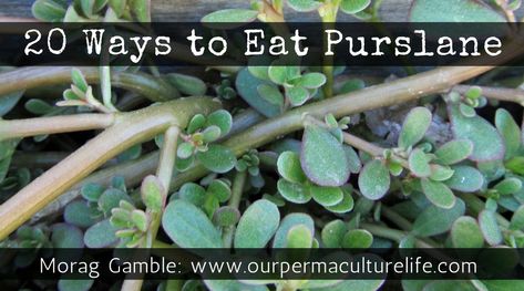 Purslane Benefits, Purslane Recipe, Common Garden Weeds, Watermelon Slushie, Vegetable Sticks, Foraging Recipes, Healthy Diets, Foraged Food, Portulaca Oleracea