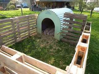 pig enclosure - yes this may be happening... Pig Houses, Rabbit Houses, Pig Shelter, Goat Shelter, Goat Pen, Raising Pigs, Shelter Ideas, Pot Belly Pigs, Pig Pen