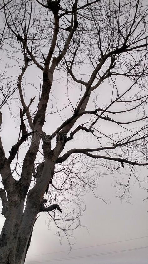 Shadow side of Indian tree. This is a Indian dry tree, this picture will tekken the back side of tree in the shadow side stock photography Shadow Side, Audio Songs Free Download, Dry Tree, Audio Songs, The Shadow, Flower Images, Stock Photography, Photo Image, Siding