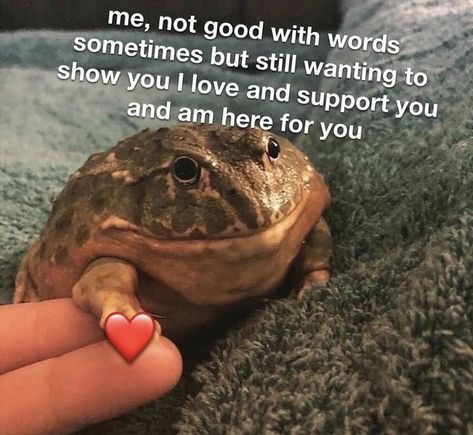 Wow Meme, Wholesome Pictures, Frog Pictures, Cute Love Memes, Boyfriend Memes, Spongebob Memes, Cute Messages, A Frog, Me Too Meme