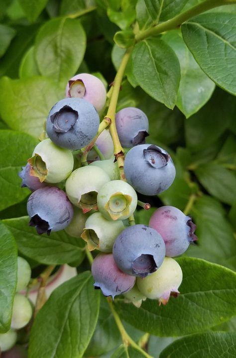 Gardening 101: Blueberries Blueberries Growing, Muffin Healthy, Muffin Blueberry, Acidic Soil, Seedlings Indoors, Growing Blueberries, Edible Gardening, Vegetable Garden Planner, Edible Gardens