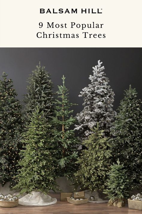 When choosing a live Christmas tree, some of the most important things to consider are its shape, color, sturdiness, and needle retention. To help you decide, we've rounded up the most popular Christmas tree species and their Balsam Hill tree counterparts. Read more on our blog. Christmas Tree 5 Ft, Balsam Hill Tree, Douglas Fir Christmas Tree, Balsam Hill Trees, Balsam Fir Christmas Tree, Alpine Christmas Tree, Noble Fir Christmas Tree, Balsam Tree, Fraser Fir Christmas Tree