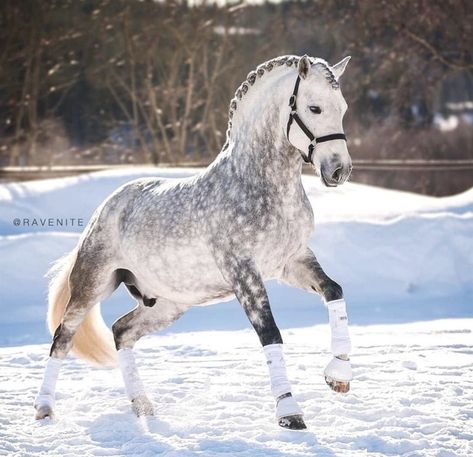 Dapple Grey Horses, Cute Horse Pictures, Horse Videos, Grey Horse, Horse Diy, Horse Blankets, White Horses, Cute Horses, Horse Life