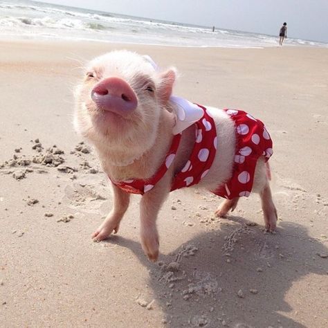 Pig wearing a bathing suit on the beach Polka Dot, A Small, The Beach, Red