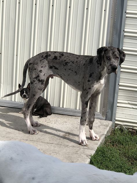 Ford, our 8 month old Merle Great Dane. ❤️ Grate Danes, Brown Great Dane, Merle Great Danes, Great Dane Puppies, Dane Puppies, Animal Mask, Great Dane Puppy, Great Danes, Great Dane Dogs