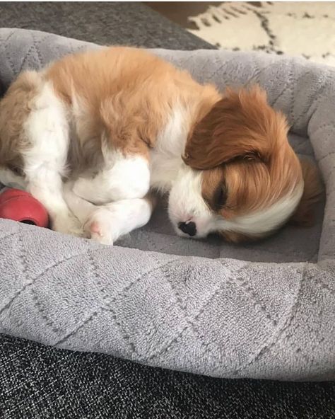 King Charles Puppy, Cavalier Puppy, Cavalier King Charles Dog, King Charles Dog, King Charles Cavalier Spaniel Puppy, Söt Katt, Puppies And Kitties, Spaniel Puppies, Cute Dogs And Puppies