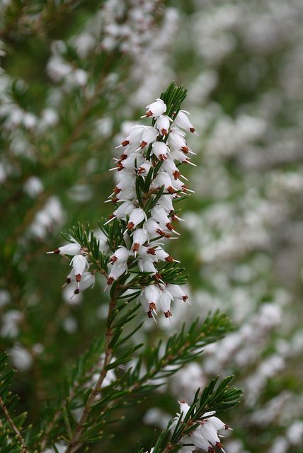 white heather - Google Search White Heather Flower, Harp Tattoo, Heather Plant, Heather Flower, Scottish Heather, Friday 13th, Wedding Colour, Doodle Tattoo, Wedding Color Inspiration