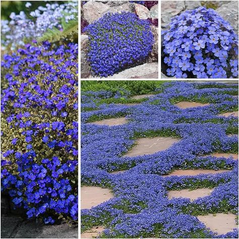 Amazon.com : Blue Creeping Thyme Seeds for Planting Perennial Landscaping Ground Cover Non-GMO Dwarf Serphyllum Thyme Easy to Plant and Grow 2000+ : Patio, Lawn & Garden Creeping Thyme Ground Cover, Thyme Ground Cover, Perennial Landscaping, Child Friendly Garden, Texas Trees, Ground Cover Seeds, Thymus Serpyllum, Clover Seed, Creeping Thyme