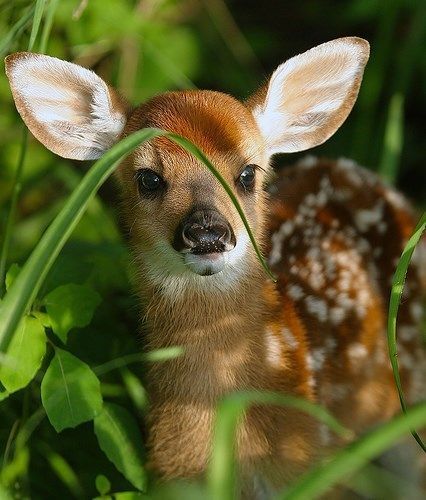 Animal Tumblr, Photo Animaliere, Baby Animals Pictures, Baby Deer, Arte Animal, Cute Animal Pictures, Sweet Animals, Animal Photo, Cute Little Animals