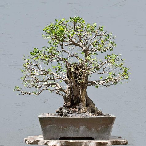 Maple Bonsai, Miniature Trees, Bonsai Trees, Deciduous Trees, Bonsai Tree, Hedges, Bonsai, Trees, Plants