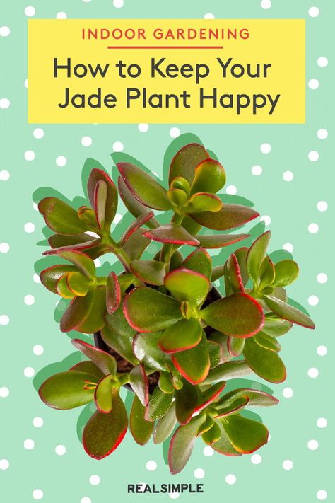 Jade Plant Pruning, Jade Plant Care, Succulent Garden Indoor, Plant Care Tips, Jade Plant, Plant Care Houseplant, Succulent Garden Diy, Inside Plants, Indoor Plant Care