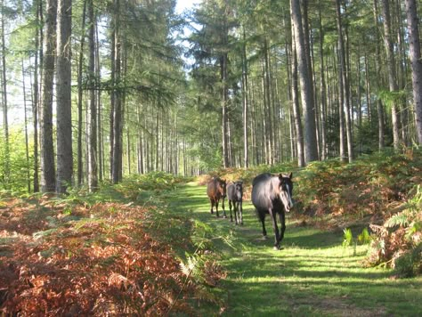 New Forest, Hampshire, England | Wooson's Hill near Lyndhurs… | Flickr New Forest England, Camping Uk, Forest Camp, Hampshire England, The New Forest, British Countryside, New Forest, English Countryside, Isle Of Wight