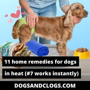 11 Home Remedies For Dogs In Heat (#7 Works Instantly) – DogsAndClogs Dog In Heat Tips, Female Dog In Heat, Heat Spray, Ways To Destress, Dog In Heat, Potty Pads, Dog Smells, Dog Pads, Dog Tips