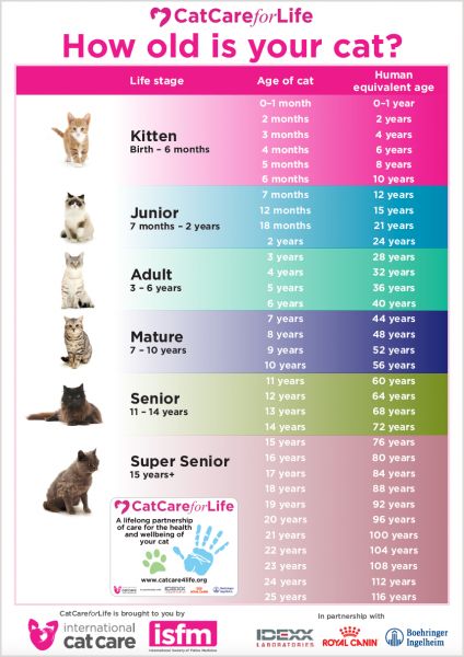 How to tell your cat’s age in human years | International Cat Care Cat Age Chart, Katt Grejer, Getting A Kitten, Cat Years, Cat Ages, Cat Language, Cat Info, Cat Care Tips, Kitten Care