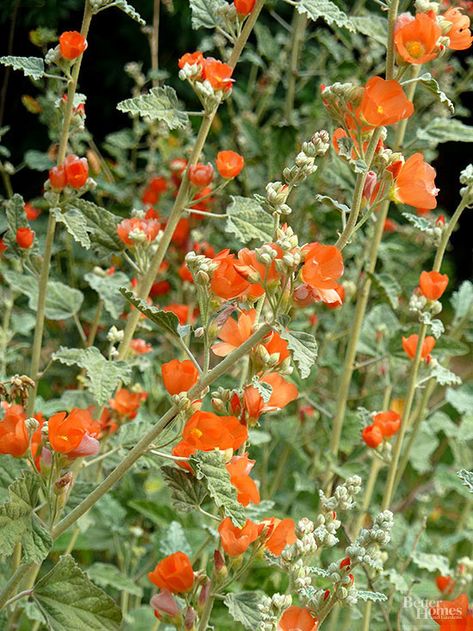 Desert mallow is a favorite evergreen shrublet with fuzzy, silvery, crenulated leaves and cupped flowers in shades of brilliant orange to watermelon red. #gardening #gardenideas #gardenplants #bhg California Landscaping, Understory Plants, Native Plant Landscape, California Native Garden, California Plants, Drought Tolerant Landscape, California Native Plants, Native Plant Gardening, California Garden