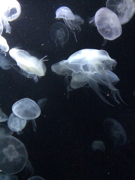 Grey jellyfish Grey Jellyfish, Ocean Vibes, Aesthetic Japan, Ocean Creatures, Oui Oui, Ocean Animals, Aesthetic Images, Sealife, Jellyfish