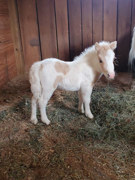 Horses And Cats, Miniature Horses For Sale, Horse Girl Aesthetic, Horses In Snow, Cutest Animals On Earth, Horsey Life, Mini Horses, Miniature Horses, Barrel Racing Horses