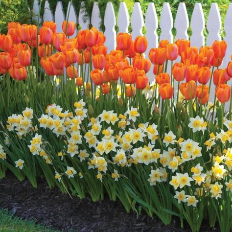 Tulpen Arrangements, Longfield Gardens, Tulips Arrangement, Daffodil Bulbs, Orange Tulips, Tulips Garden, Garden Bulbs, Have Inspiration, Picket Fence