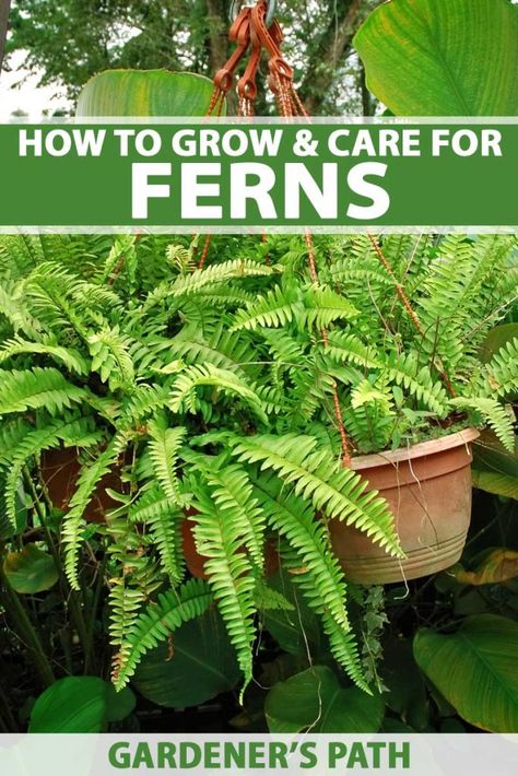 Fern Planters Ideas, Fern Plants, Fern Garden, Plant Jungle, Ferns Care, Hanging Plants Diy, Ferns Garden, Fern Plant, Low Maintenance Garden