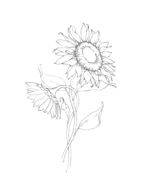 Bouquet Of Sunflowers Drawing, Sunflower Tattoos Fine Line, Sunflower Tattoo Bicep, Simple Sunflower Bouquet Tattoo, Sunflower Fineline Tattoo, Sun Flower Tattoos, Sunflower Tattoo Sketch, Urn Tattoo, Realistic Sunflower Tattoo