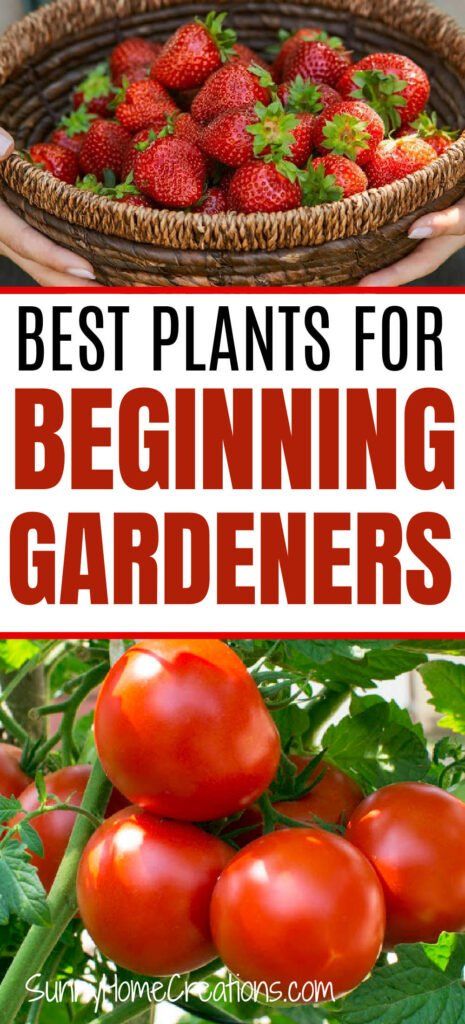 Best plants for beginning gardeners. If you are a beginner, check out this list for easy to grow plants that you can have success with in your garden. Beds Simple, Veggie Garden Beds, Veggie Garden Layout, Plants For Beginners, Garden Fruit, Vegetable Plants, Best Plants, Garden Veggies, Garden Balcony