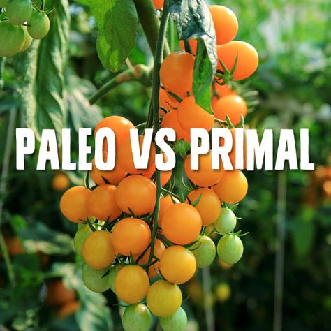 Paleo vs Primal- which way of eating is best? Tomato Hornworm, Determinate Tomatoes, Heirloom Tomato Seeds, Garden Plots, Heirloom Vegetables, Cherry Tomato, Plant Spacing, Tomato Seeds, Seed Company