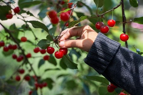 Cherry Picking, File Free, Psd Files, Premium Photo, Cherry