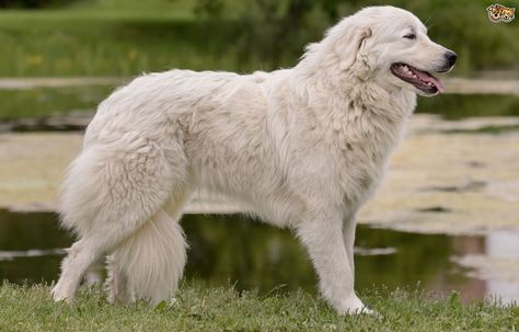 Maremma Sheepdog Puppy, Sheepdog Breeds, Maremma Dog, Italian Dogs, Maremma Sheepdog, Livestock Guardian Dog, Great Pyrenees Dog, Dog Magazine, Group Of Dogs