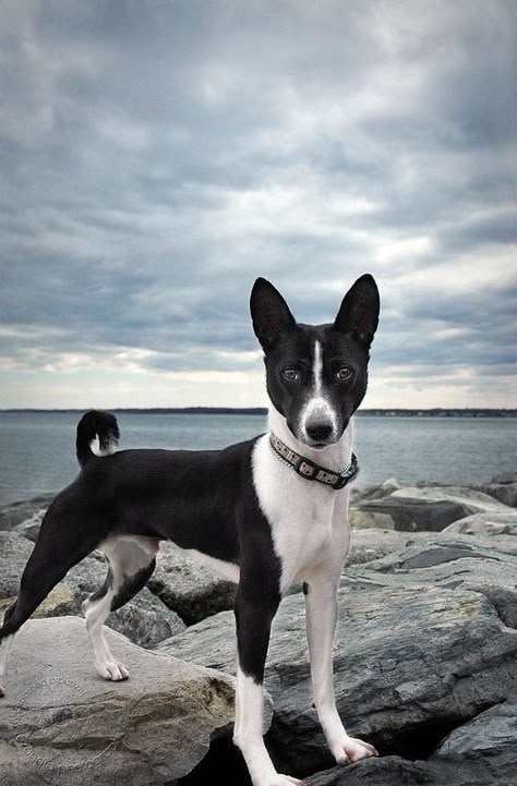 Basenji Puppy, Perfect Pic, Basenji Dogs, Animals Tattoo, What Kind Of Dog, Dog Line, Nature Wallpapers, Love My Dog, Kinds Of Dogs