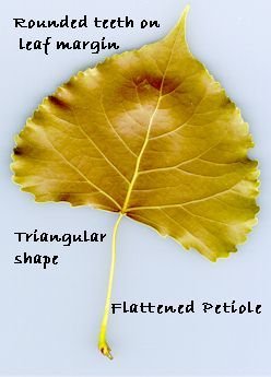 Tree Leaf Identification, Cottonwood Leaf, Kansas Day, Cottonwood Tree, Leaf Identification, City Tree, Tree Identification, The Oregon Trail, Cotton Plant