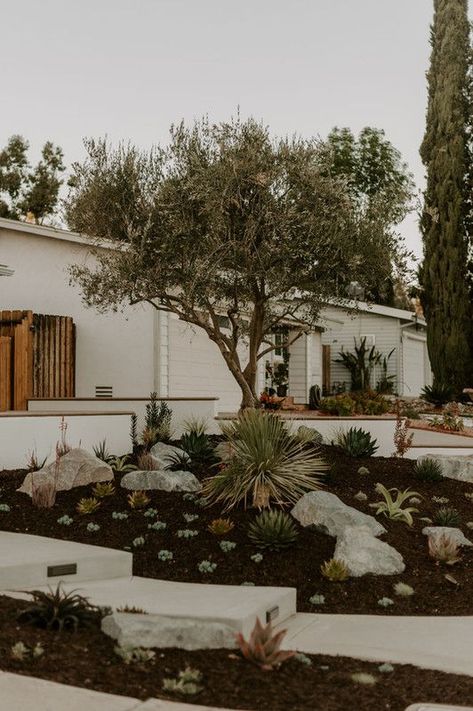 This San Diego couple had great taste in trees and tacos (if you follow us on Instagram you get it). They sprung for a mature olive tree which added instant curb appeal and made the garden feel more established. See more of this project on our site! #landscapedesign #gardendesign #frontyard #curbappeal Minimal Upkeep Landscaping, Desert Front Yard Landscaping, Desert Landscaping Front Yard, Drought Tolerant Front Yard, Olive Trees Landscape, Drought Tolerant Landscape Front Yard, Palm Springs Garden, Olive Trees Garden, Arizona Backyard