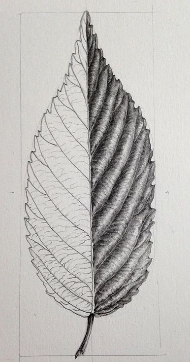 Drawing Folds, Easy Pencil Drawings, School Works, Leaves Sketch, Botanical Sketchbook, Natural Form Art, Illustration Courses, Leaf Book, Earth Hour