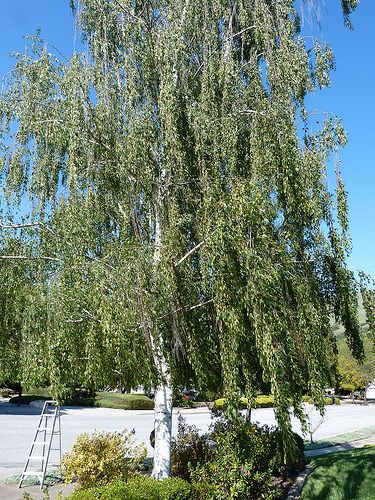 weeping white paper birch tree | Flickr - Photo Sharing! Weeping Birch Tree, Weeping Birch, Birch Trees Landscaping, Weeping Trees, White Birch Trees, Planting Plan, Birch Trees, White Birch, Botanical Beauty