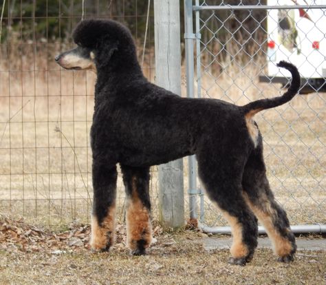 Phantom Standard Poodle, Phantom Poodle Standard, Phantom Poodle, Poodle Haircut, Dog Hotel, God's Blessings, Poodle Grooming, Tea Cup Poodle, Real Monsters