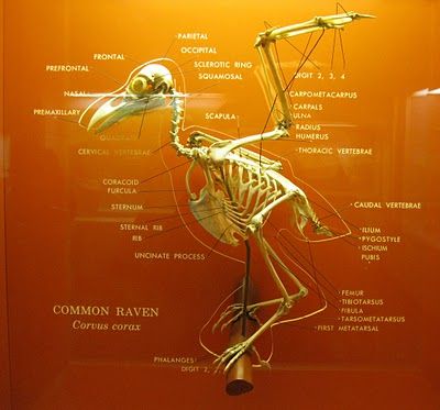 Crow Skeleton Raven Skeleton, Flying Monster, Monster Reference, Nature Reclaiming, Thoracic Vertebrae, Flying Monsters, Skeleton Anatomy, Anatomy References, Museum Interior