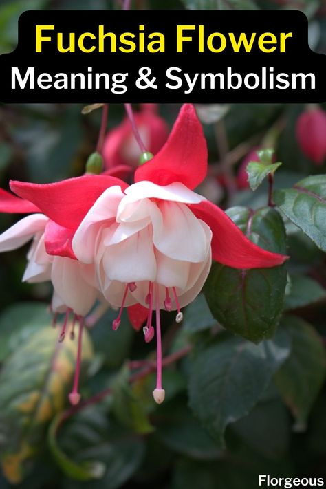 Fuchsia Flower Meaning Fuschia Plant, Plant Meanings, Fuschia Flower, Fuschia Flowers, Rose Meaning, Fuchsia Plant, Red Neck, Fuchsia Flower, Fuchsia Flowers