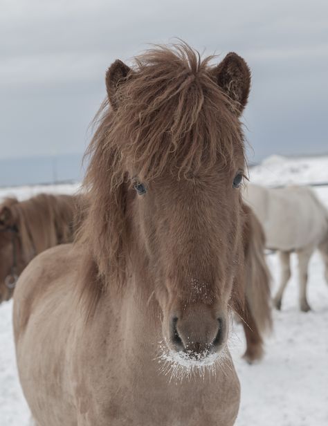 Icelandic Ponies, Icelandic Pony, Iceland Horses, Minecraft Horse, Winter Horse, Icelandic Horses, Pony Breeds, Shetland Pony, Types Of Horses