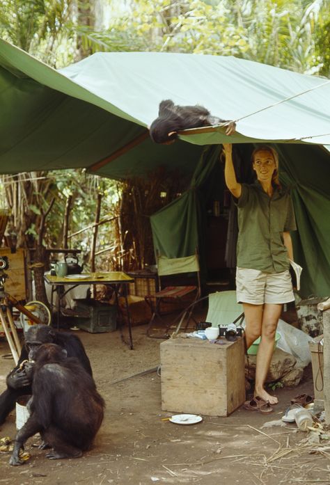 Jane Goodall Aesthetic, Wild Life Biologist, Fii Puternic, Wildlife Biologist, Jane Goodall, Haiwan Peliharaan, Work With Animals, Marine Biology, Wildlife Conservation