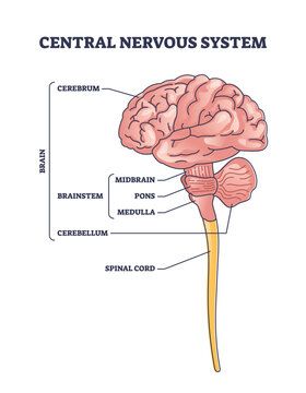 Nervous System Model, Cerebellum Anatomy, Nervous System Parts, Nervous System Diagram, Nervous System Anatomy, Brain Nervous System, Human Nervous System, Brain System, Peripheral Nervous System