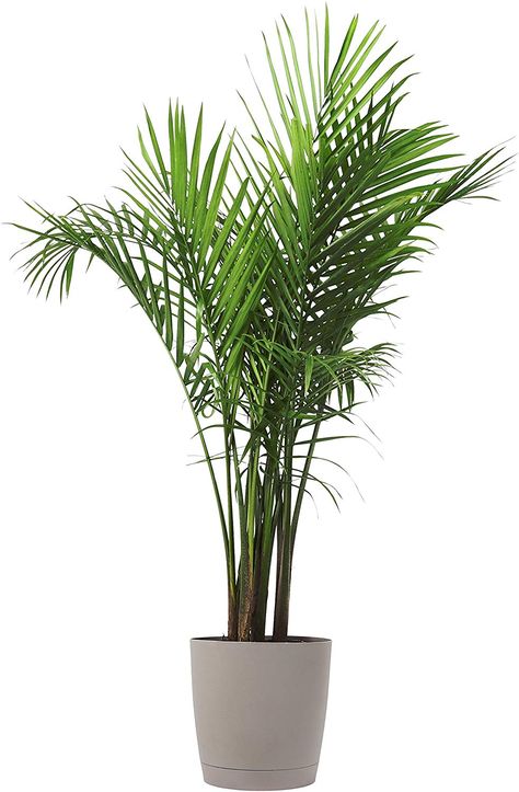 Costa Farms Majesty Palm Tree, Live Indoor Plant, 3 to 4-Feet Tall, Ships with Décor Planter, Fresh From Our Farm, Excellent Gift or Home Décor Best Bathroom Plants, Majesty Palm, Low Light Indoor Plants, Live Indoor Plants, Patio Balcony, Palm Plant, Bathroom Plants, Tall Ships, Indoor Plant