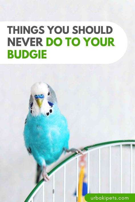 Are you part of the proud budgie owners' club? Then this video is a must-watch for you! We've teamed up with Denny the Budgie to compile a comprehensive list of 12 things you should NEVER do to your feathered friend. Our goal? To ensure that your chirpy companion lives a life full of happiness and health. First off, let's talk food. While it might be tempting to share your snacks with your budgie, avoid harmful foods at all costs. Chocolate, avocado, and caffeine are big no-nos... Parakeet Cage Ideas Budgies, Wild Budgies, Breeding Budgies, Budgie Care, Budgie Food, Baby Budgies, Parakeet Care, Eclectus Parrot, Budgie Cage