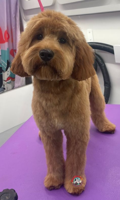 Toy Cavoodle Haircut Styles, Spoodle Cockapoo Haircut, Cockapoo Summer Haircut, Cavapoo Haircut Styles Short, Mini Doodle Haircut Styles, Cockapoo Teddy Bear Haircut, Doodle Dog Haircuts, Doodle Cuts Pet Grooming, Mini Golden Doodle Haircut Styles