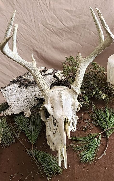 Hey, I found this really awesome Etsy listing at https://www.etsy.com/listing/1149221499/real-whitetail-deer-skull-with-antlers Bones Collection, Deer Skull With Antlers, Skull With Antlers, Real Skull, Aster Flower, Vulture Culture, Chest Piece Tattoos, Deer Skull, Deer Skulls