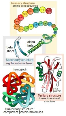 Detailed drawings of different protein structures similar to the figures in our book. Protein Biology, Protein Folding, Protein Structure, General Biology, Biology Resources, A Level Biology, Biology Classroom, High School Biology, Ap Biology