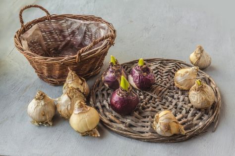 What to Do with Hyacinth Bulbs After Flowering: Expert Tips Hyacinth Bulbs, The Flowers, Green Thumb, Vibrant Colors, Flowers, Green, Color