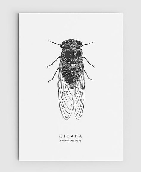 Cicada Insect Art - PRINTABLE FILE. Modern Vintage Cicada Poster. Entomology Insect Art. Modern Educational Chart. Cicala or Cicale. Modern Insect Art Print. This is INSTANT DOWNLOAD - a printable file. Please note that NO physical items will be sent. The colour quality will vary Simple Cicada Tattoo, Simple Cicada Drawing, Cicada Drawing Illustration, Insect Sketch, Cicada Vector, Cicada Scientific Illustration, Cicada Tattoo, Cicada Art, Educational Chart