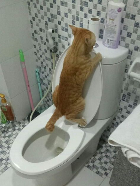 Cat Toilet Training, Cat Toilet, Carpet Cleaning Hacks, Cat Drinking, Pet Stains, Cat Training, Funny Cute Cats, Cat Care, How To Clean Carpet