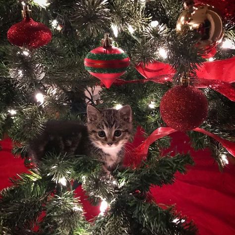 Cat With Christmas Tree, Cat In A Christmas Tree, Cat On Christmas Tree, Cat And Christmas Tree, Cats And Christmas Trees, Cat Christmas Aesthetic, Christmas Aesthetic Cat, Christmas Cats Aesthetic, Cat Christmas Pictures